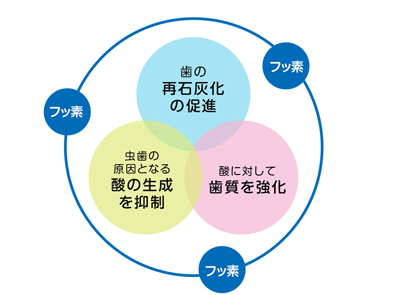 フッ素がむし歯を予防する