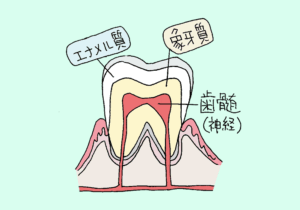 歯の内部
