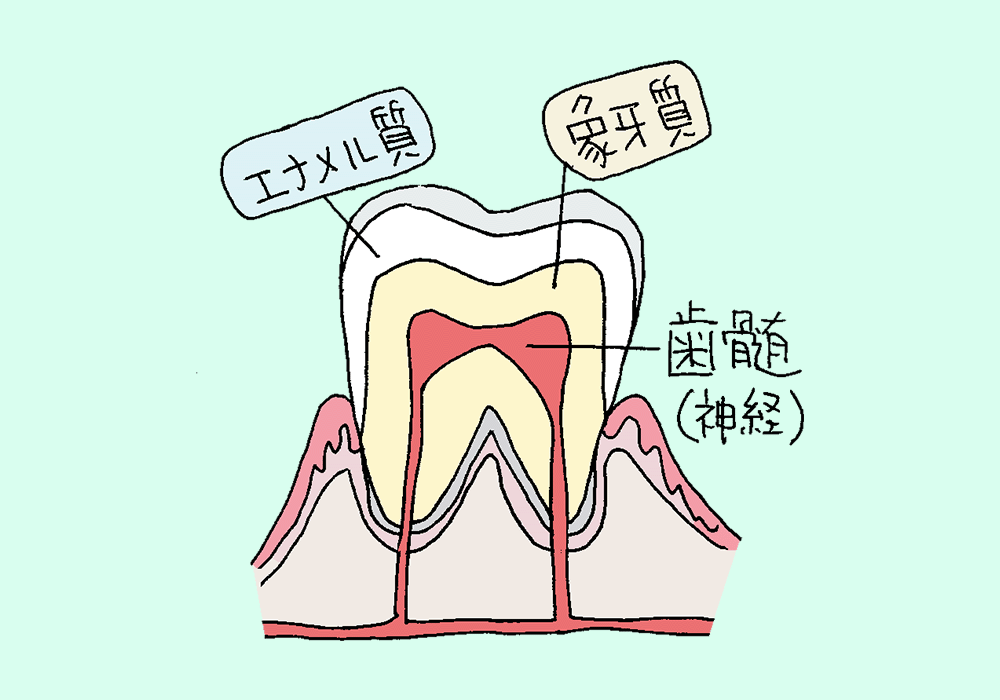 歯の内部